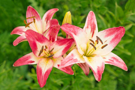 Pink lily in natureの写真素材