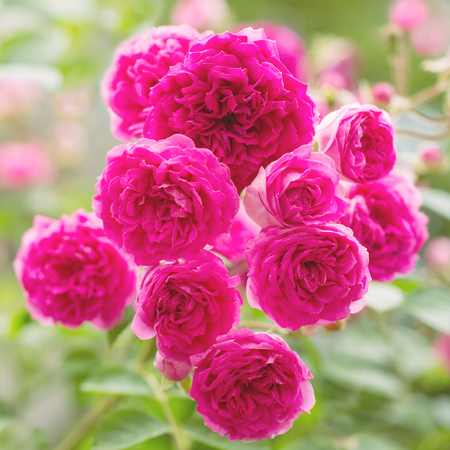 Flowers Pink Roseの写真素材