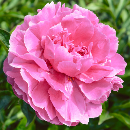 Pink peony flower の写真素材
