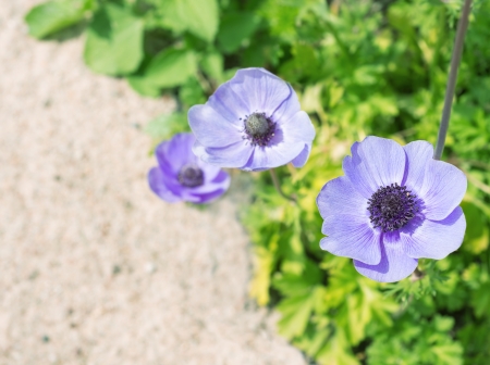 Anemone coronariaの写真素材