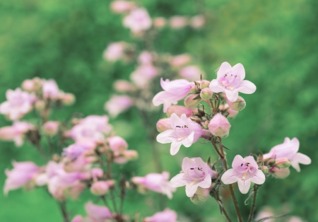 Penstemon digitalisの写真素材