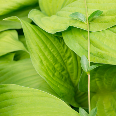 Green leaves hostaの写真素材