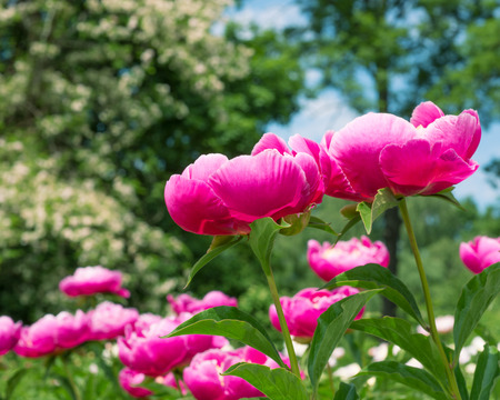 Pink peony flower  の写真素材