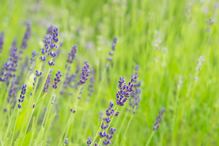 Lavender flowersの写真素材
