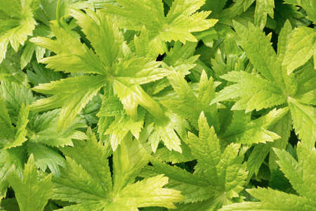Background of green leavesの写真素材
