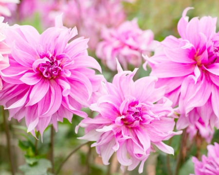 Pink dahliasの写真素材
