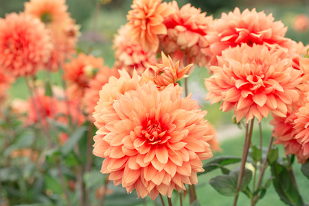 Flowers Dahliasの写真素材
