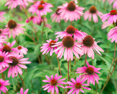 Echinacea purpurea flowersの写真素材