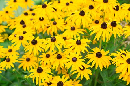 Rudbeckia yellowの写真素材