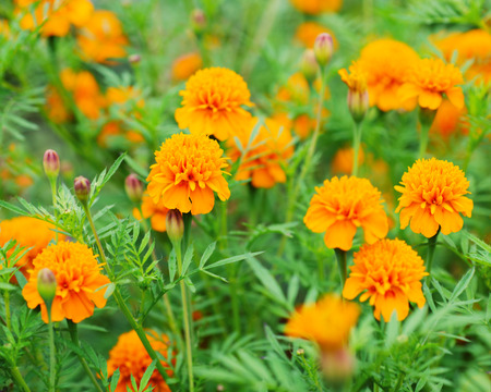 Marigold flowersの写真素材