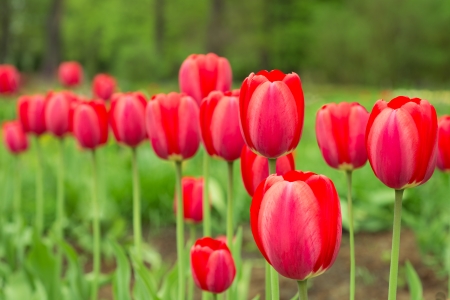 Red tulipsの写真素材