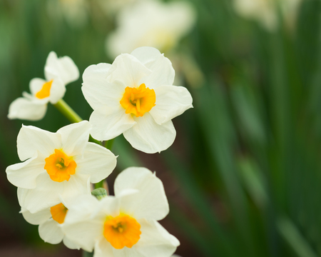 Flowers daffodils の写真素材