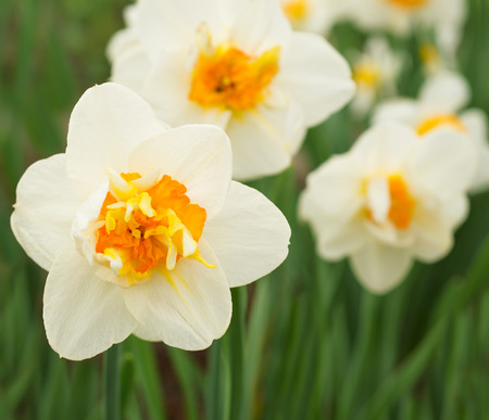 Flowers daffodils の写真素材