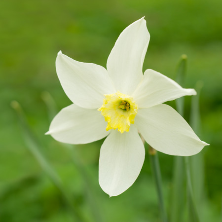 Narcissus flower  の写真素材
