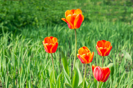 Flowers tulips on the flowerbedの写真素材
