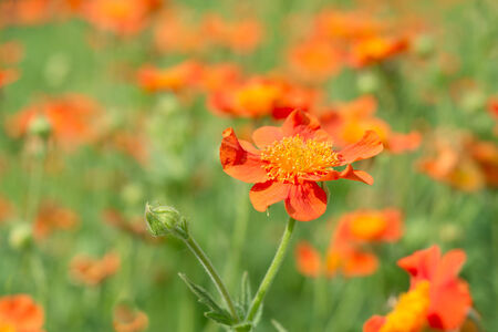 Geum quellyon flower の写真素材