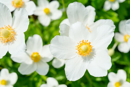 Anemones white flowersの写真素材