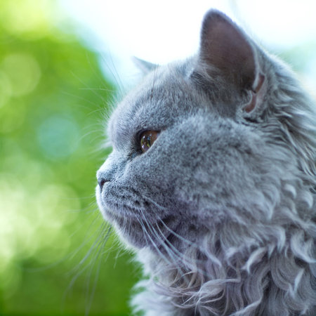 British blue cat portrait in profileの写真素材