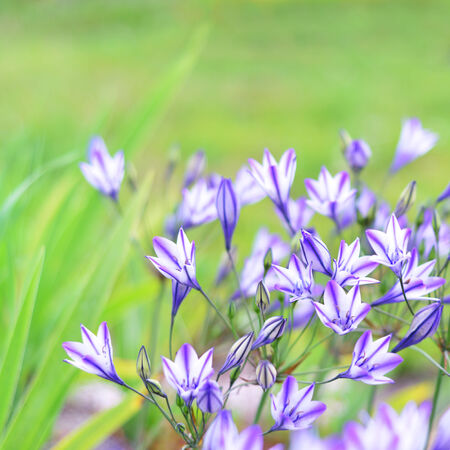 Flower Triteleiaの写真素材