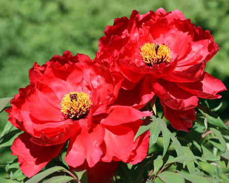 Paeonia suffruticosa flower redの写真素材