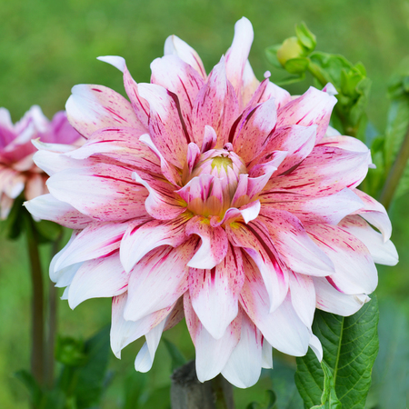 Flowers dahlia pinkの写真素材