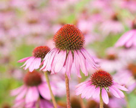 Flowers Echinacea purpurea in gardenの写真素材