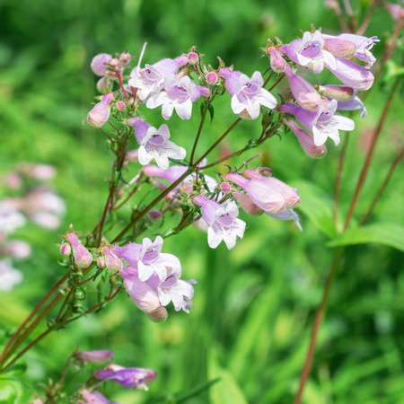 Flowers Penstemonの写真素材