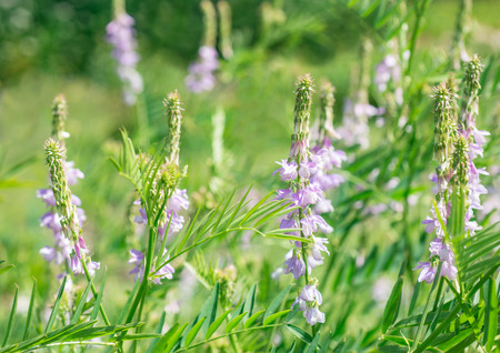 Flowers Vicia craccaの写真素材