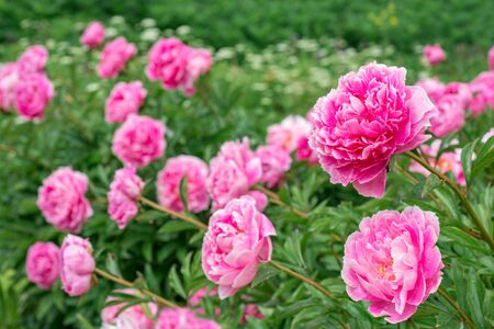 Flowers Pink Peoniesの写真素材