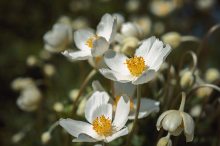 Flowers white anemonesの写真素材