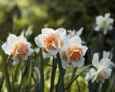 Flowers daffodilsの写真素材