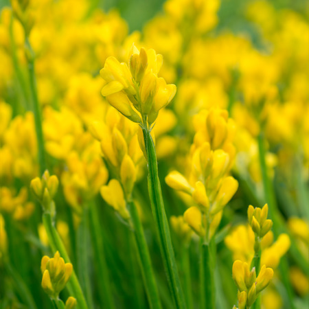 Flowers yellow Genista tinctoriaの写真素材