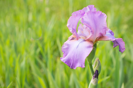 Purple iris flowerの写真素材