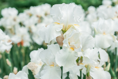 Flowers white irisesの写真素材