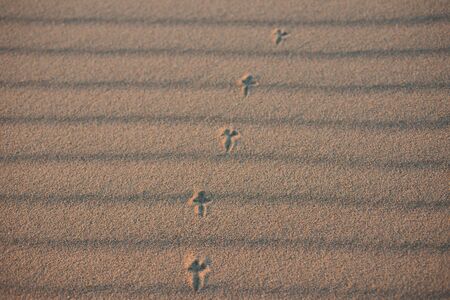 Traces of a bird in the sandの写真素材