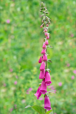 Flower foxglove