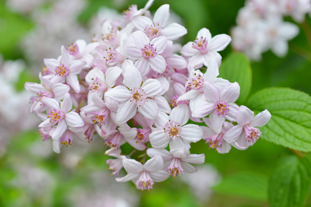 Flower Deutziaの写真素材