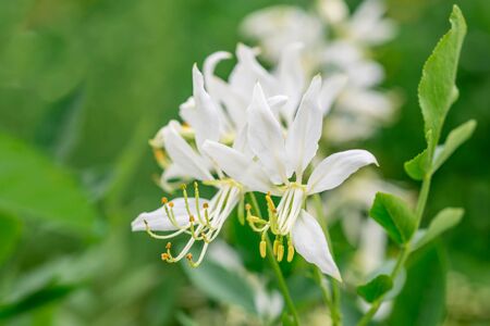White Flowers Jasieniecの写真素材