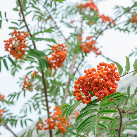 Berries ripe mountain ash on a branchの写真素材