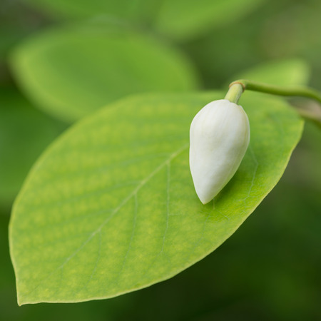 magnolia budの写真素材