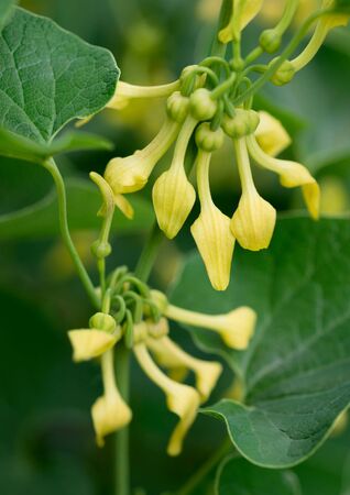 Flower Aristolochia clematitisの写真素材