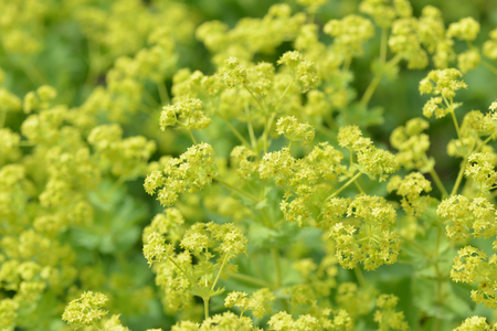 Flower Stachys byzantineの写真素材