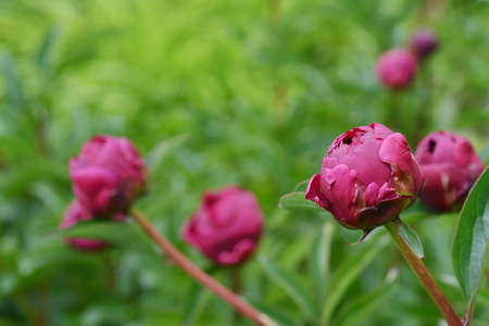 Pink peony budの写真素材
