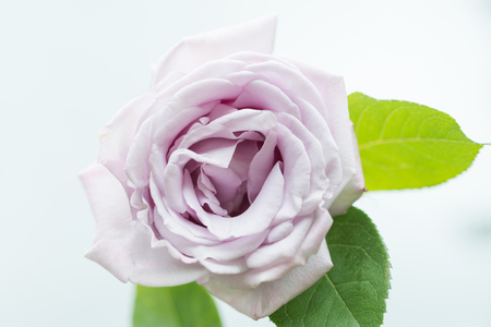 flower roseの写真素材