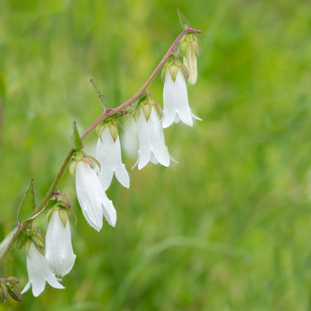 Flowers white bellsの写真素材