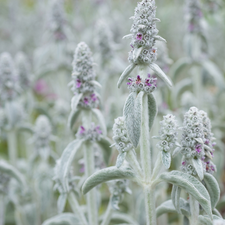 Flower Stachys byzantineの写真素材