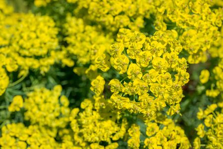 Yellow flower Spurgeの写真素材