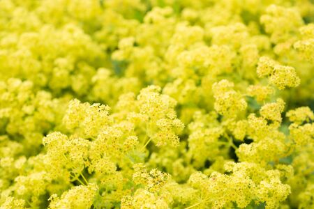 Flower Alchemilla microdataの写真素材