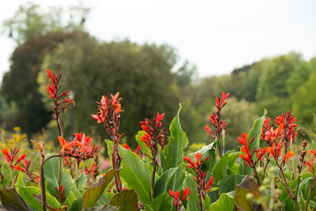 Flowers red cannaの写真素材