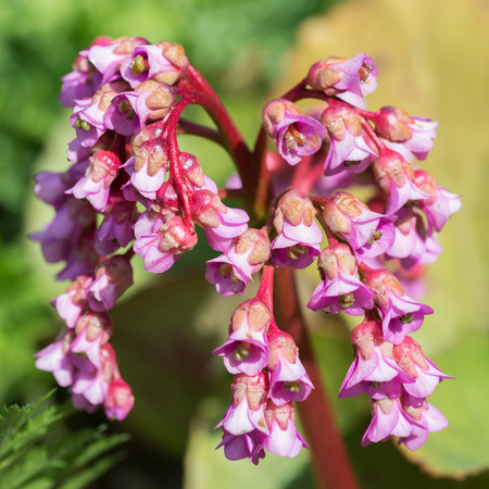 Flower Bergenia crassifoliaの写真素材